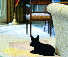 White House First Dog Barney reclining on soiled U.S. Constitution, Oval Office: Video still